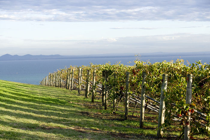 Bellarine Peninsula wine tours