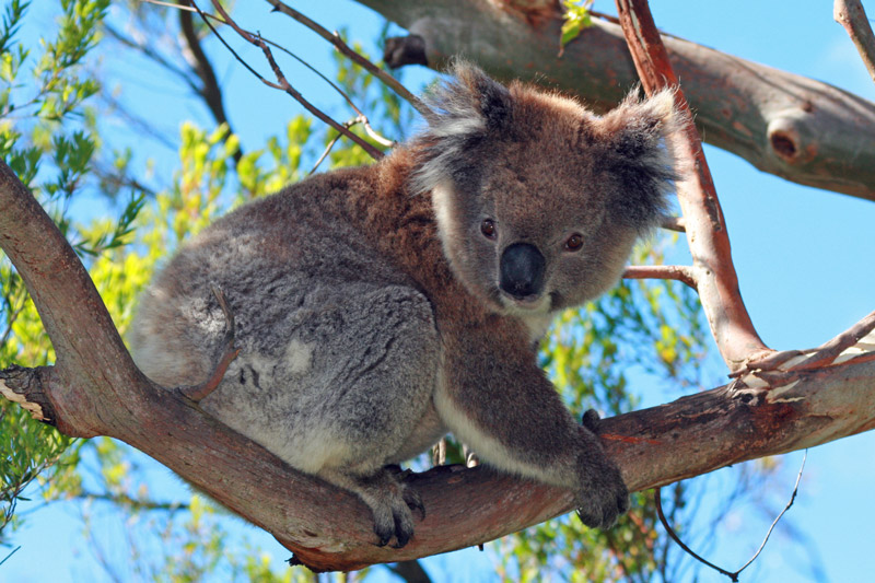 Koala Bear in the wild in the eucalyptus trees on Cape Otway in Victoria, Australia