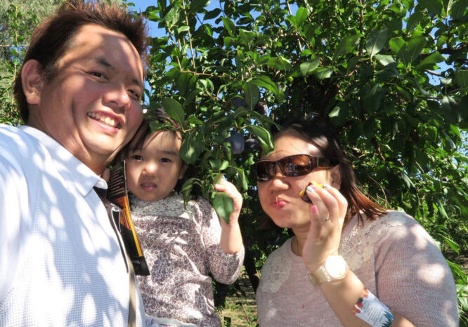 fruit picking at Rayners Orchard